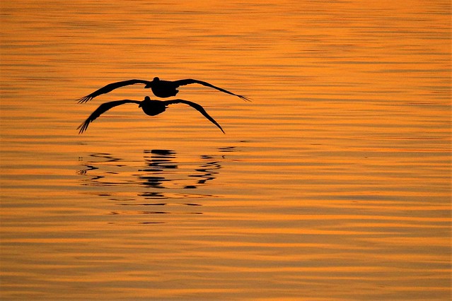 Pelicans flying home at sunset.