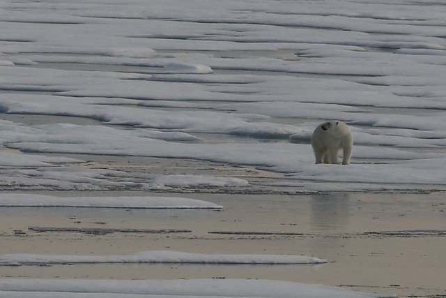 Large Adult Male Polar Ice Floes Lancaster Sound Devon Island Canada Arctic