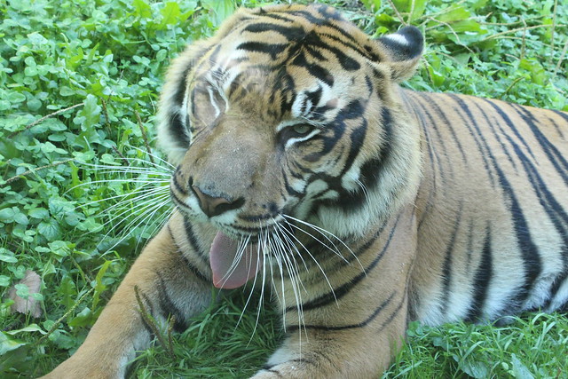 Toronto Zoo, Tiger.