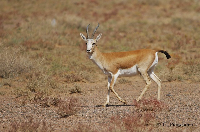 Goitered Gazelle (Gazella subgutturosa) Хар сүүлт зээр