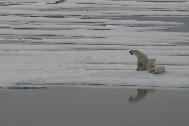 Awakening Polar Bear Mother and Her Twin Cubs Ice Floe Twilight Canadian High Arctic
