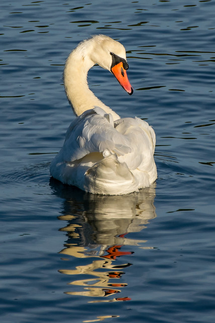 Mute swan, Norwalk River
