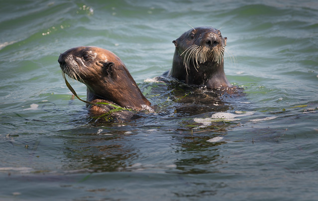 Sea Otter Mom & Pup, Elkhorn Slough