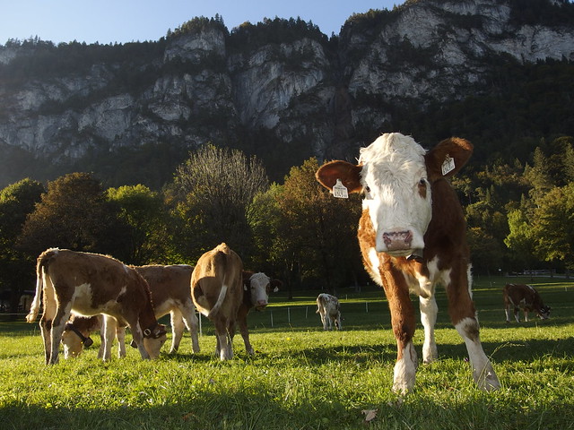 Kuh Kühe Kalb Kälber Cow Cows Calf Österreich Austria Tirol (c)