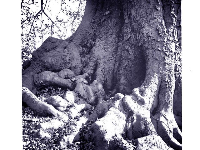 Tree Roots.