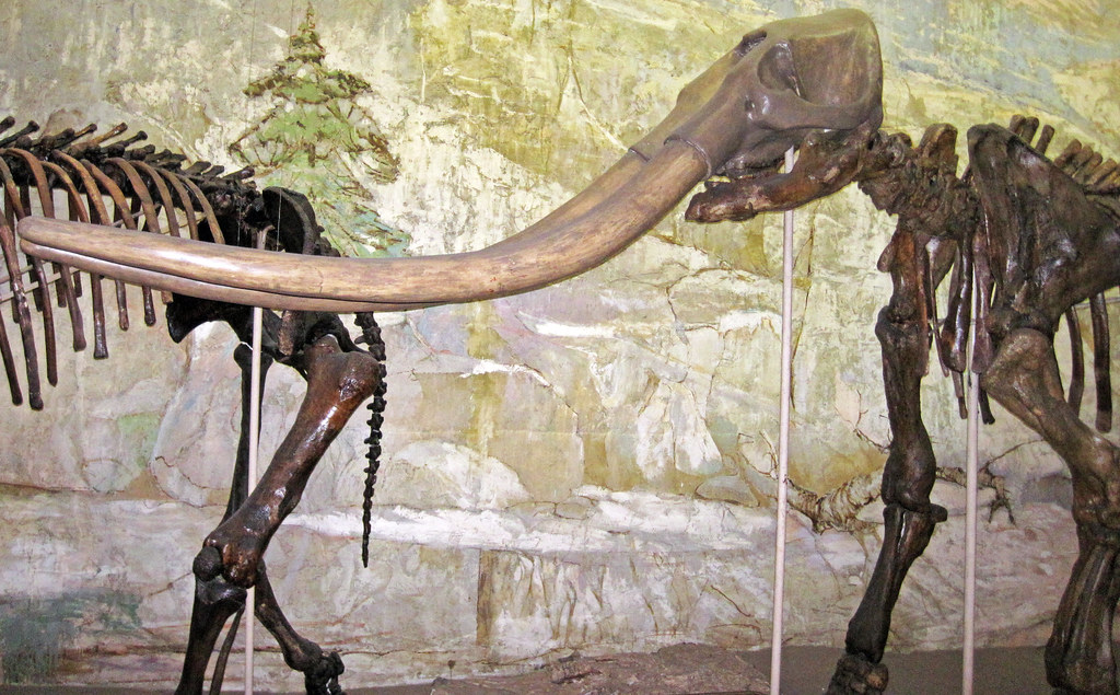 Stegomastodon mirificus (fossil elephant) (Pliocene; Morri… | Flickr