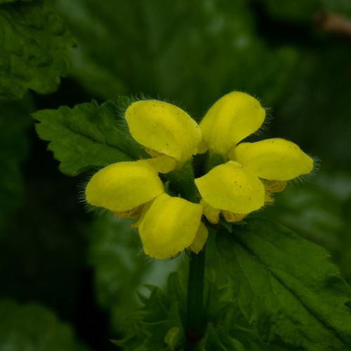 Yellow archangel flowering, Perton