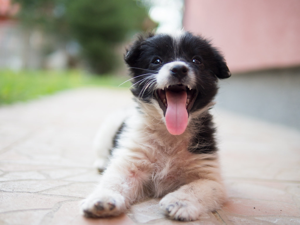 mixed black and white puppy with its tongue sticking out