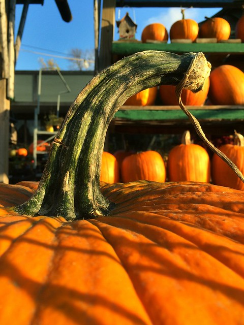 Pumpkins are here!