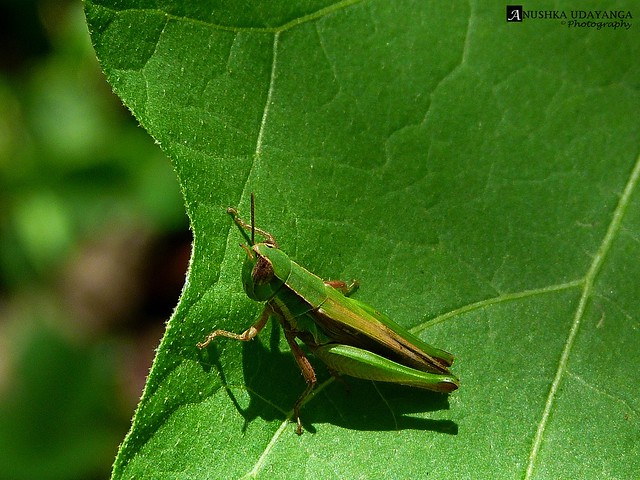 Friendly Grasshopper