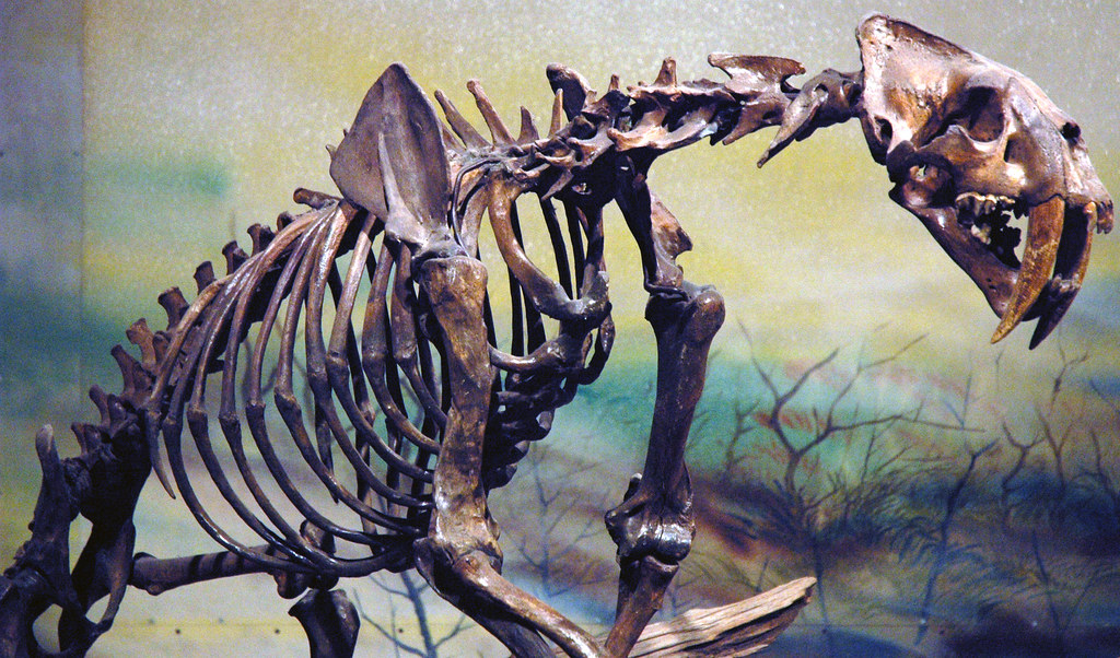 Smilodon californicus (saber-toothed tiger) (La Brea Asphalt, Upper Pleistocene; Rancho La Brea tar pits, Los Angeles, southern California, USA) 3