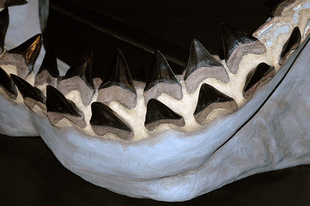 Carcharodon megalodon fossil shark jaw (reconstruction) (late Cenozoic) 3