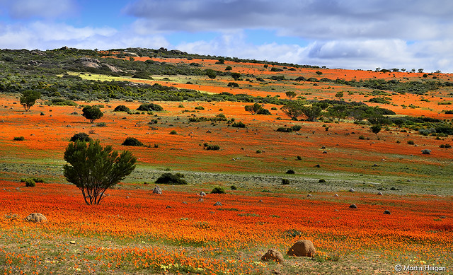 Namaqualand wildflower carpet