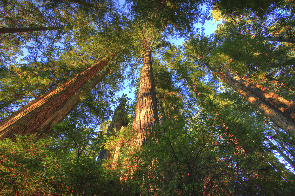 Headwaters Forest Reserve