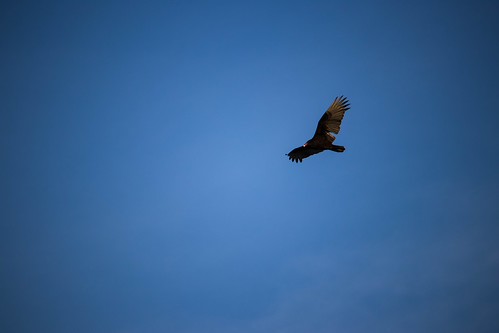 Flying high #birds