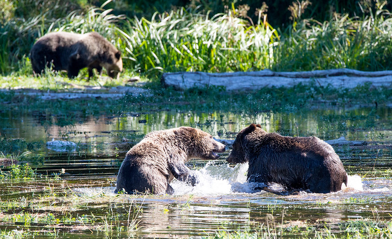 Grizzly Cubs Playing rough