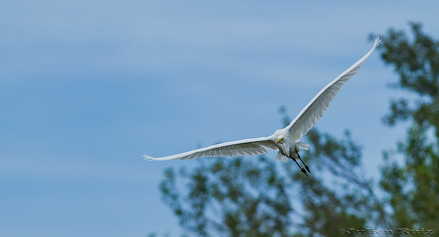 Grande Aigrette Ardea alba  Great Egret