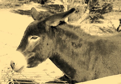 A Cretan Odyssey - The Donkey With the Disappearing Nose!