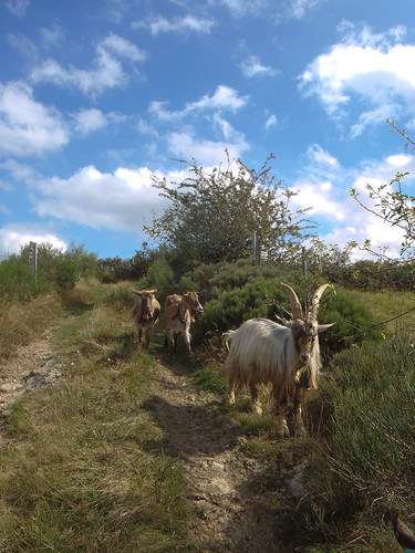 goats auvergne cabras chèvre massifcentral hauteloire margeride hautesterres lobeç marjarida