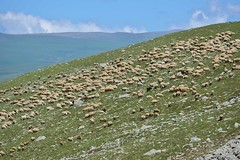 Flocks of Mount Abuli
