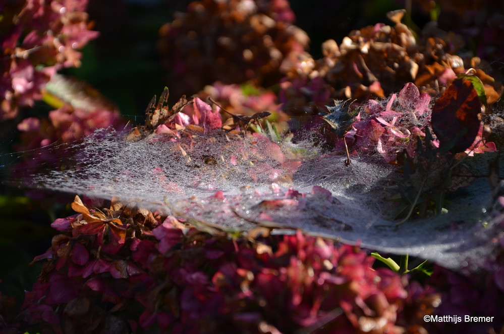 Herfst / Autumn 2014 (Spinneweb / Spidersweb)
