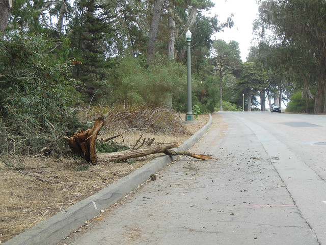fallen branch in Golden Gate Park, San Francisco (2014)