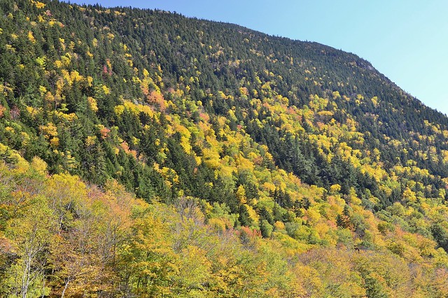 Fall colors in the White Mountains