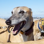 Greyhound Adventures at Crane Beach, Ipswich MA, Oct 5th 2014