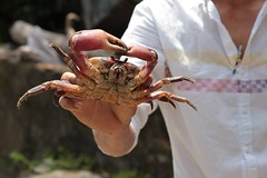 Land crabs