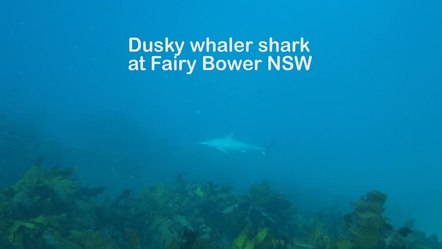 Dusky whaler shark (Carcharhinus obscurus) at Fairy Bower HD