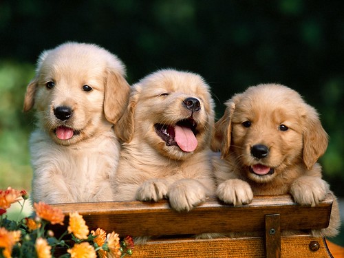 Friends Forever, Golden Retriever Puppies