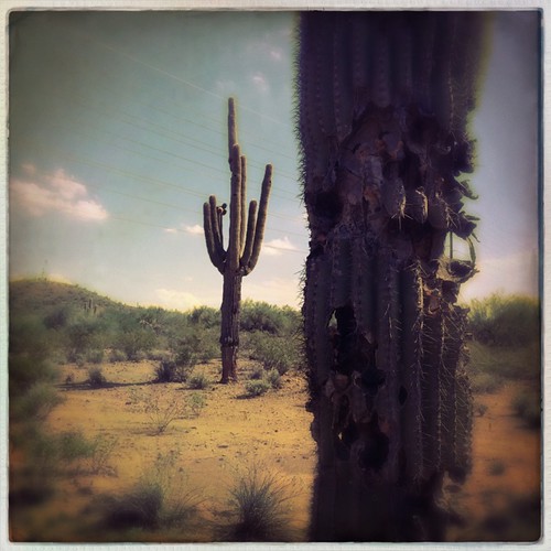 arizona cactus southwest nature landscape outside outdoors desert az sonorandesert anthem saguaros hipstamatic robustafilm sergiolens