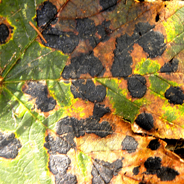 Leaf - Camouflage