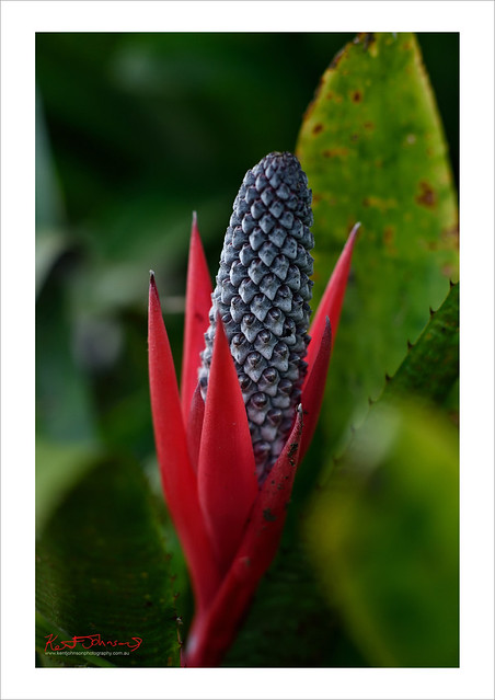 Bromeliad Flower from Sydney Royal Botanic Gardens.
