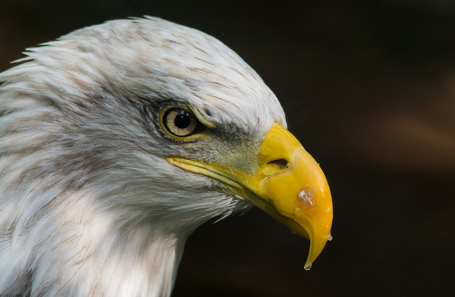 seeadler, white-tailed eagle