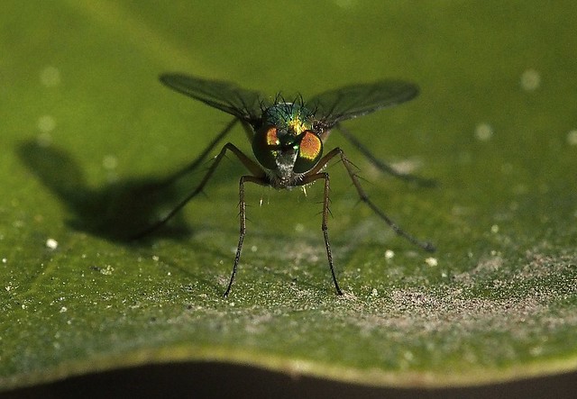 Common Green Long-legged Fly