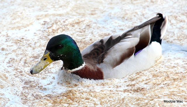 Frothy Duck