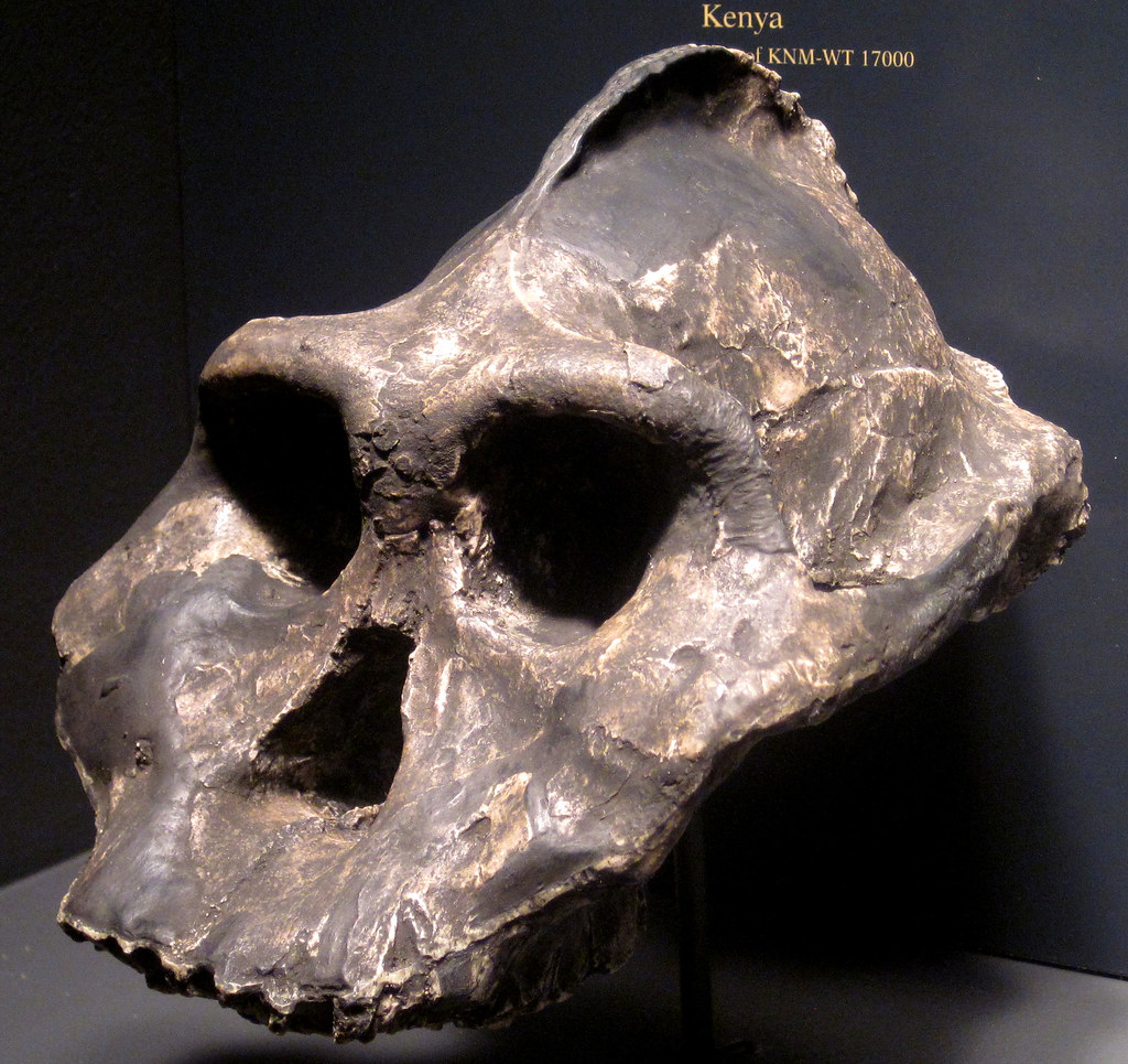 Australopithecus Aethiopicus Skull