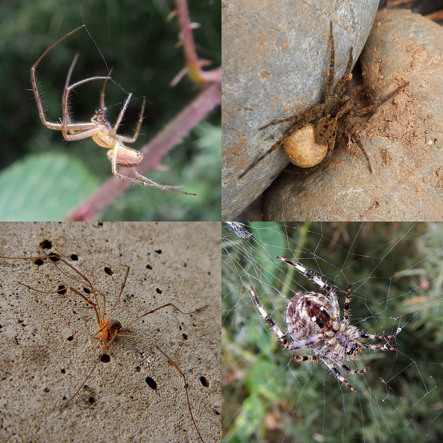 British Bug Week 2014, Wednesday - Spiders