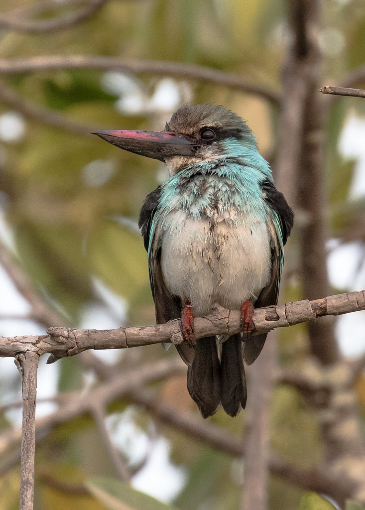 Blue breasted kingfisher