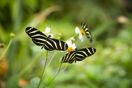 Hortus Botanicus - Amsterdam | by benoitreboux
