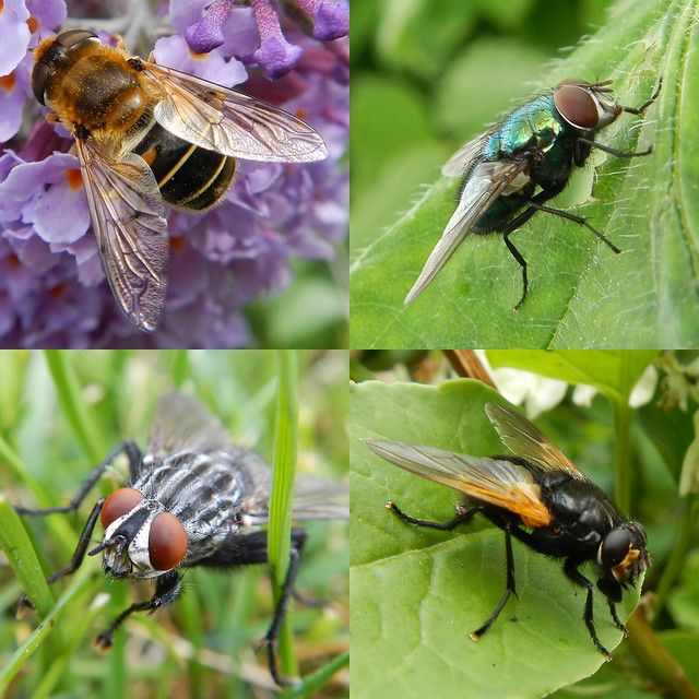 British Bug Week 2014, Monday - Flies