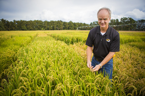 gene stevens_rice field_000014 | Gene Stevens, Crop Producti… | Flickr