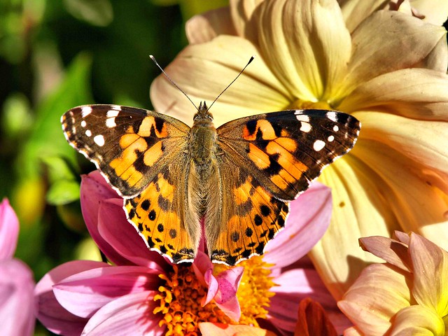 Painted Lady 013