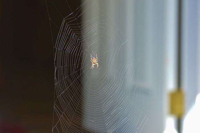Spider at the door