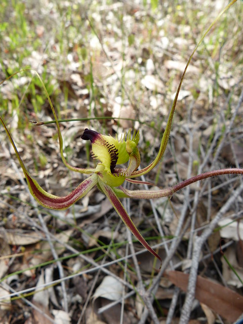 Caladenia falcata - Fringed Mantis Orchid