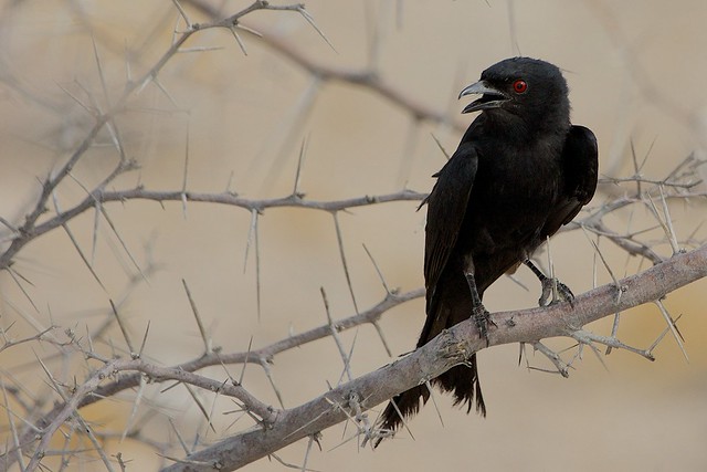 Cape crow