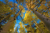 Falling for Aspens by Nicholas Steinberg photography