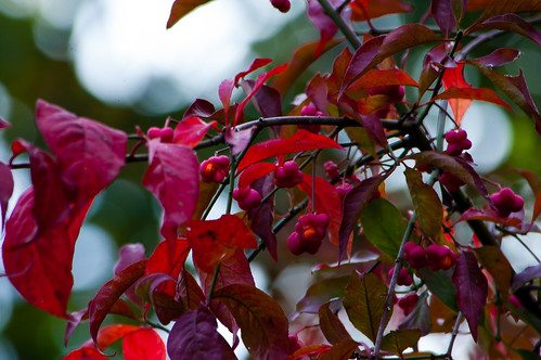 Almost too red: spindle tree