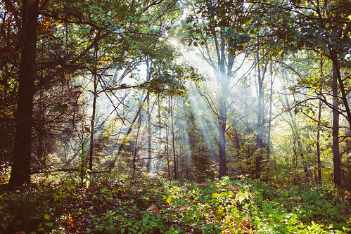 10.11.14 Morning light shines through by diane.eri, fujifilm potawatomi x100s